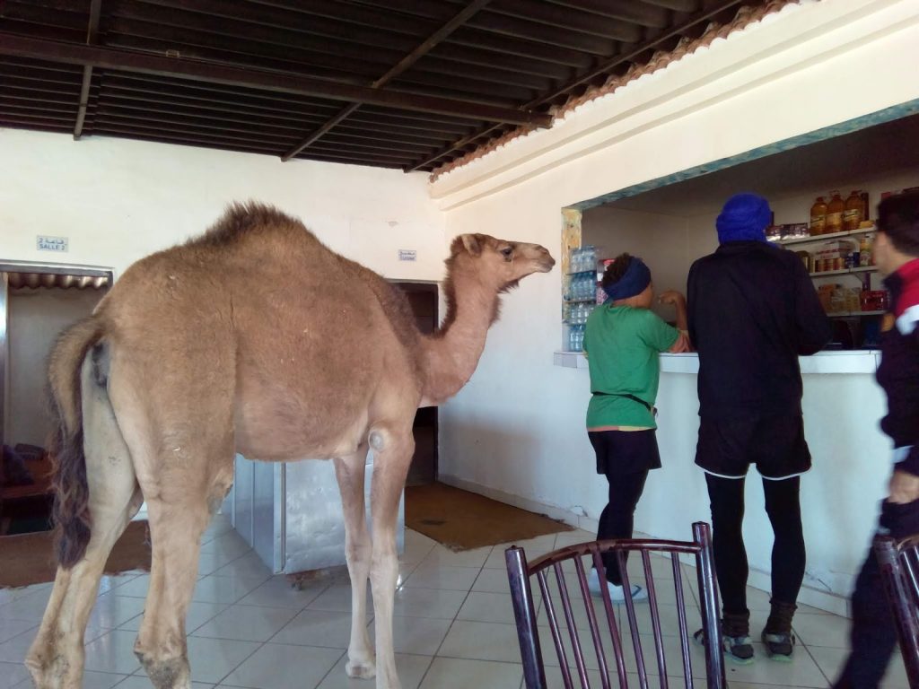 Auf Afrika-Tour: Kamel